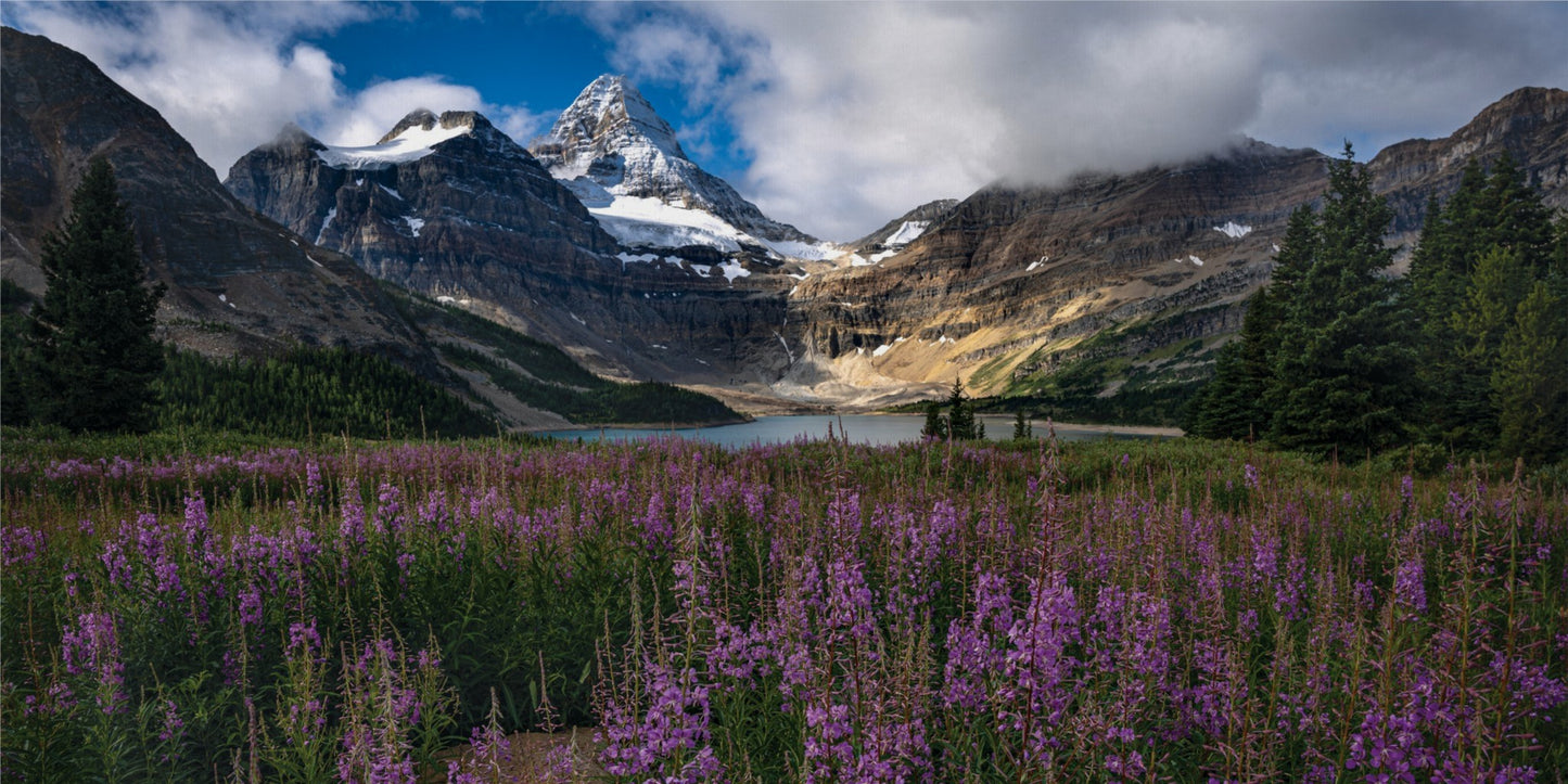 Canadian Rockies Flowers