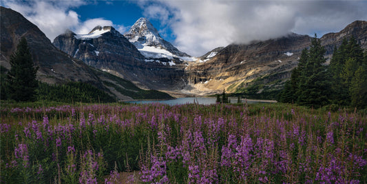 Canadian Rockies Flowers